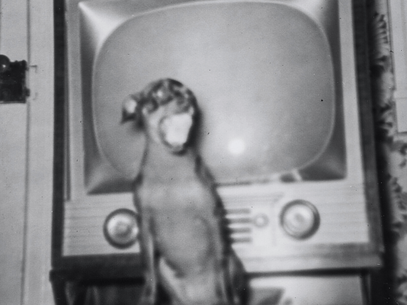 Il futuro diverrà&nbsp;surrealtà