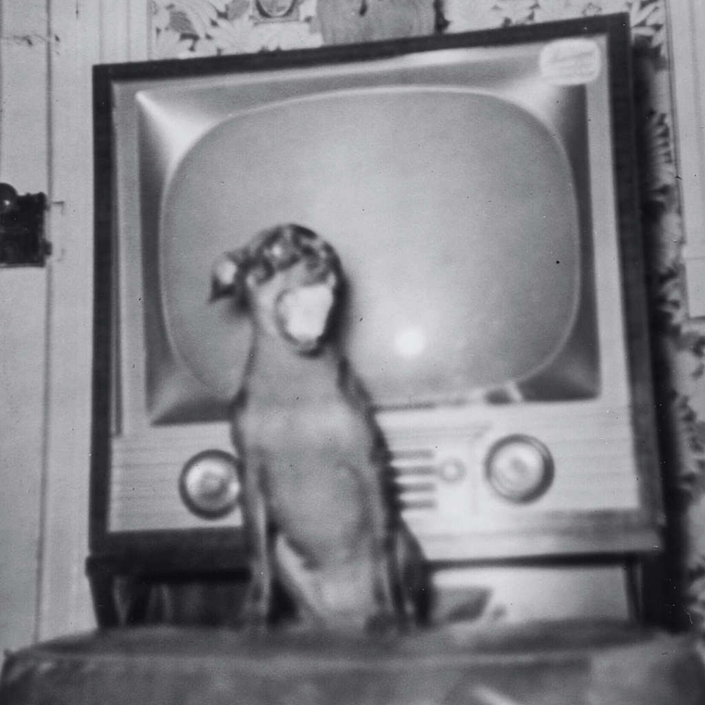 "Small, blurry dog barking in front of an old TV (16155388353)" by simpleinsomnia